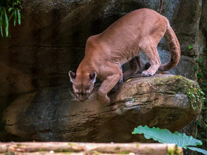 Zoo di Heidelberg